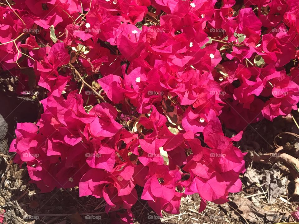 Beautiful Red Flower Bush