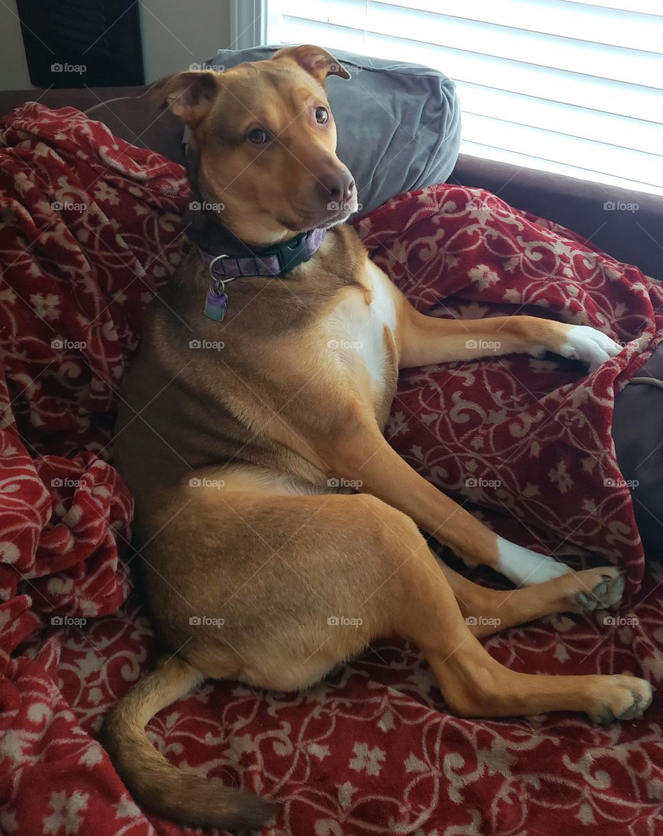 Paris has human like expressions. She also has a human like personality.