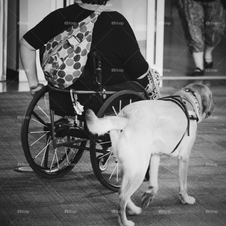 Assistance by dog 