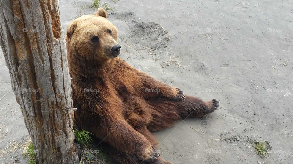 Alaska Brown Bear