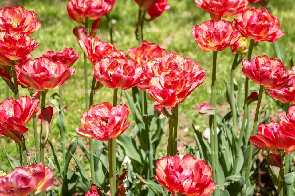 Colourful tulips in the garden