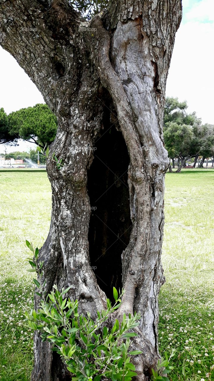 Tree in a park in Lisbon.