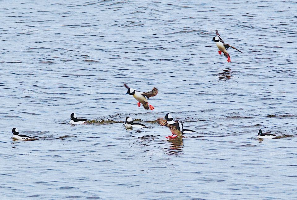 Buffleheads coming in for a landing . The spring migration has been very busy this year.