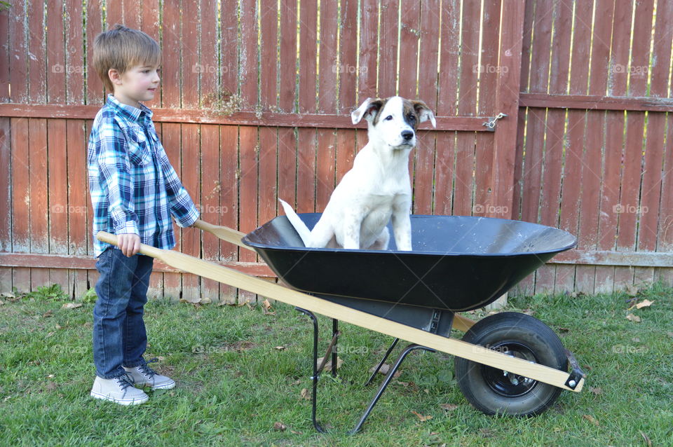 Young boy pushing his mixed breed puppy in a wheelbarrow outdoors