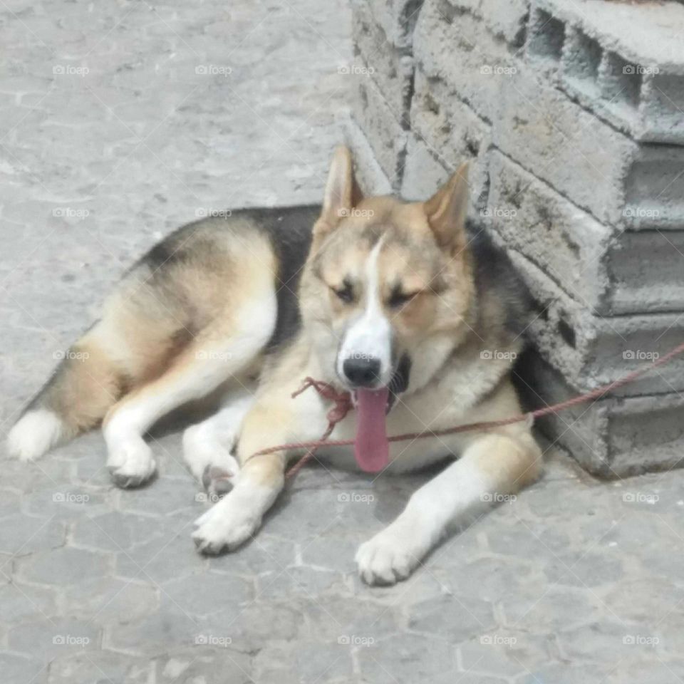 Beautiful husky dog.