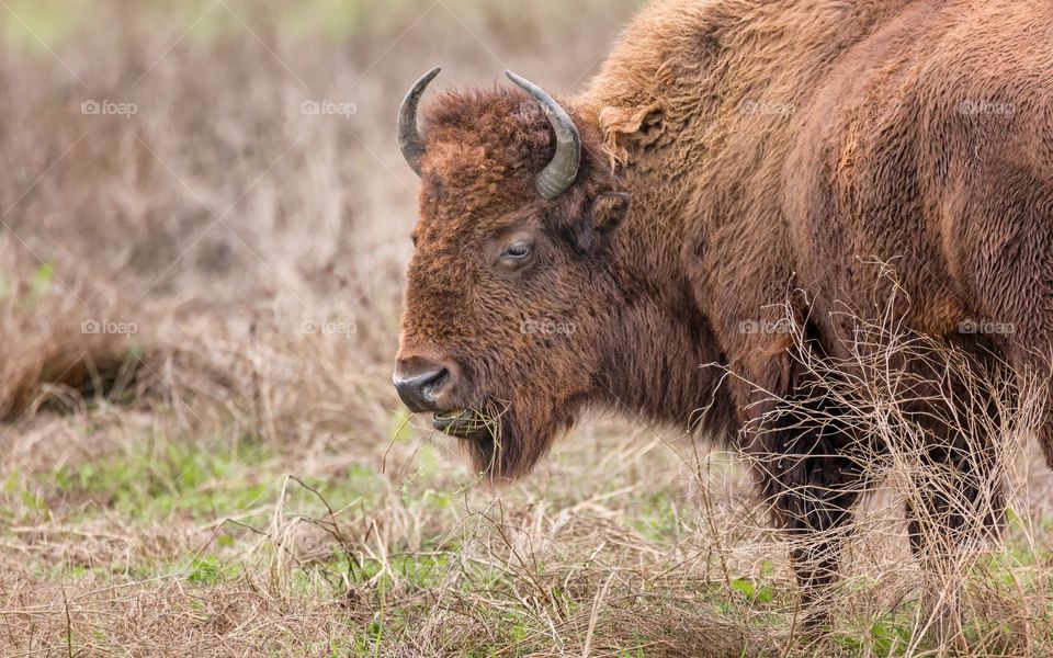 Buffalo Eating Lunch