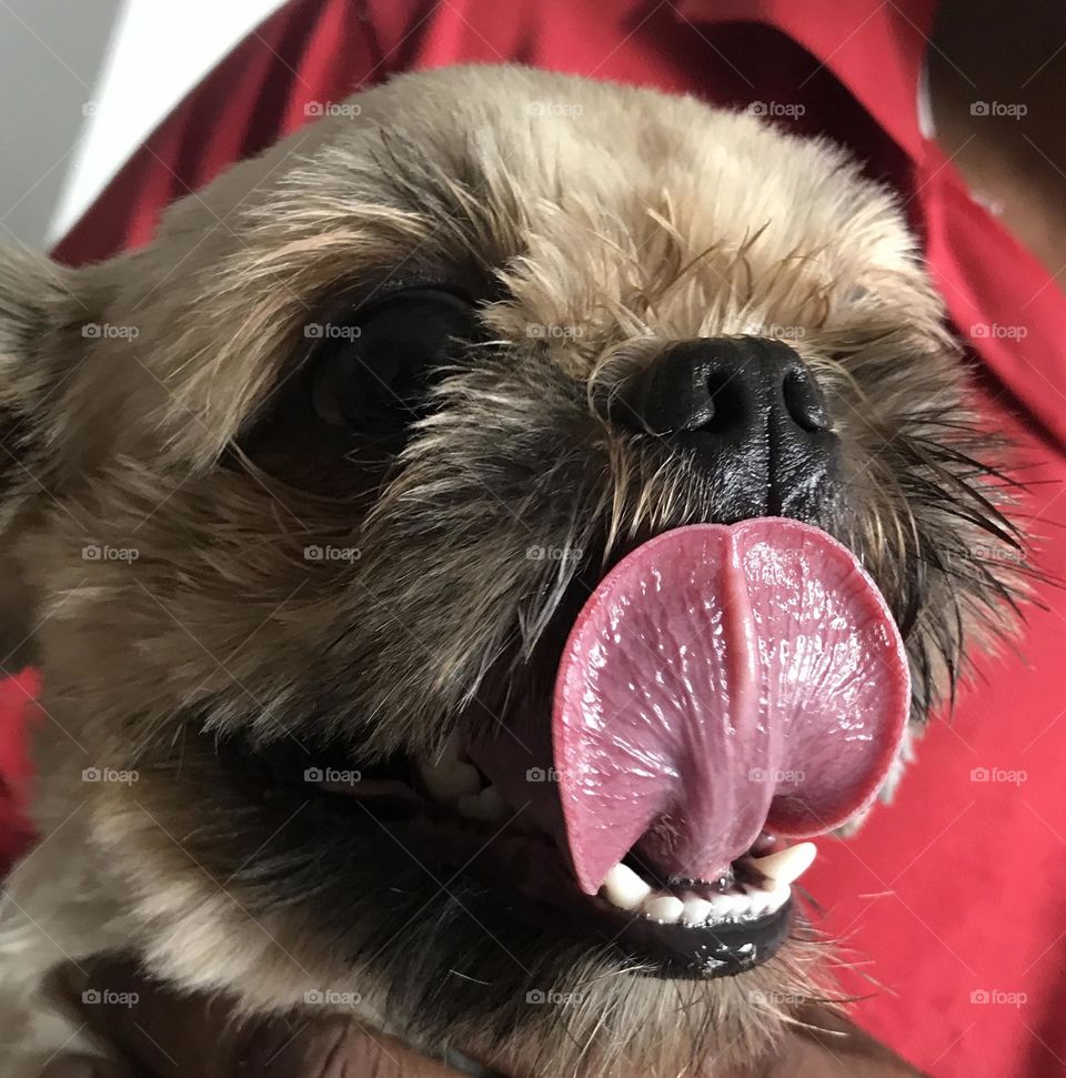 dog tongue