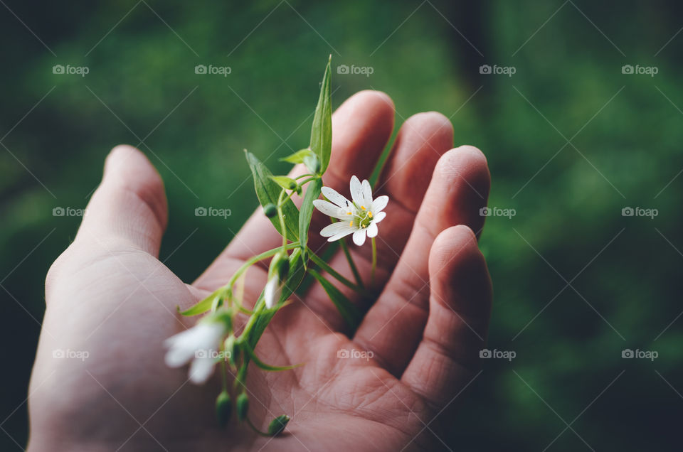 Holding gently a fragile blooming flower in the palm of a hand.