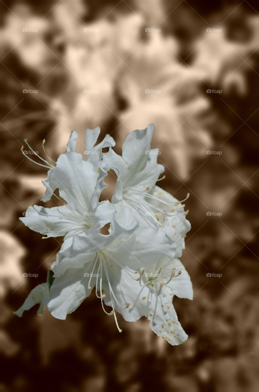 White azaleas