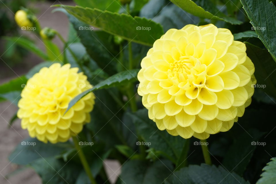 macro shot of a flower in conservatory of flowers
