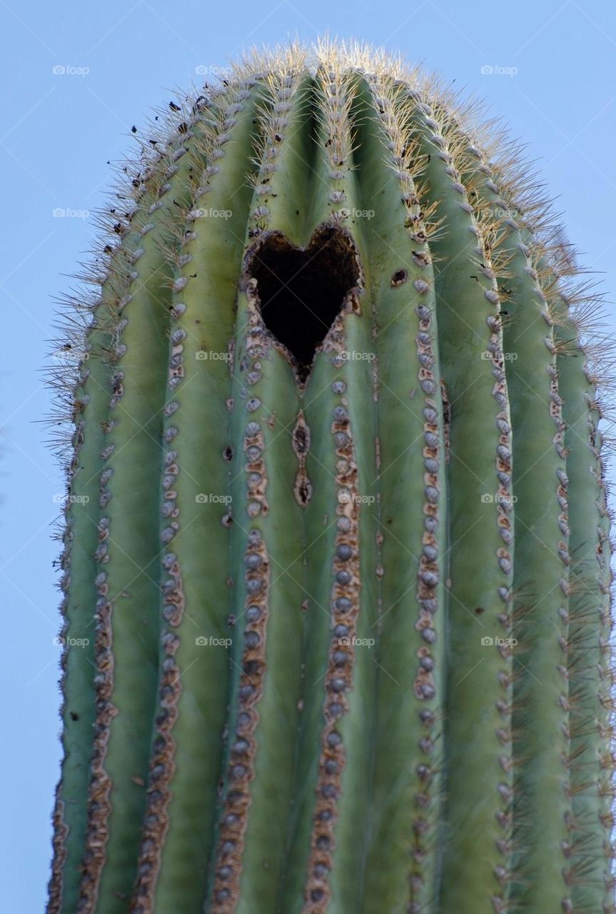Saguaro with a heart