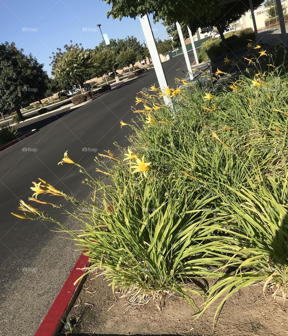 Lively plants at church.