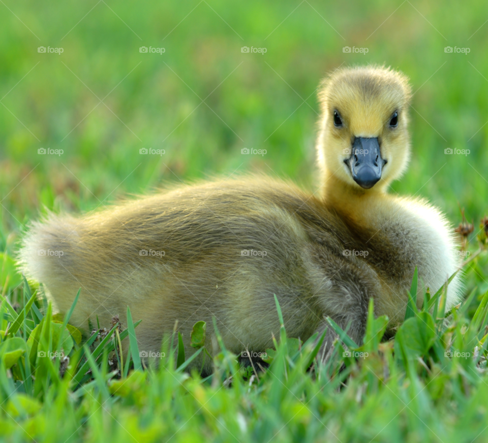 nature sweet goose gosling by lightanddrawing