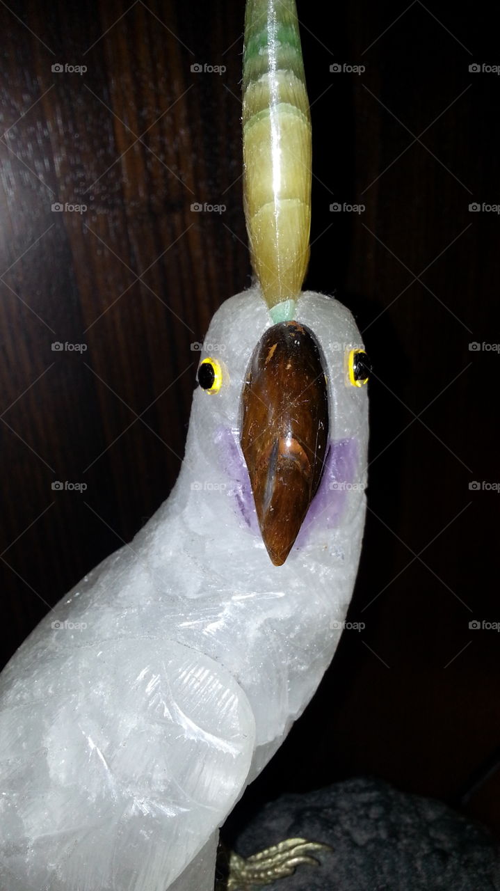 glass parrot