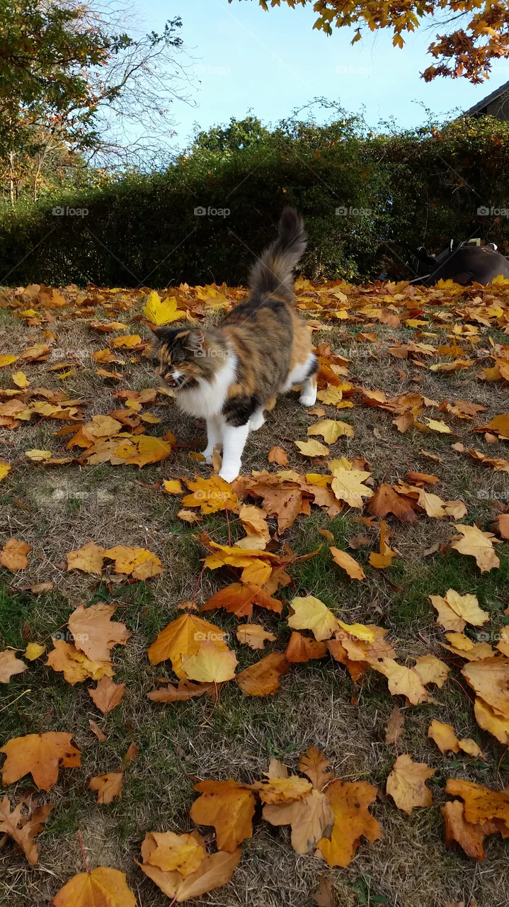 Fall, Nature, No Person, Outdoors, Leaf