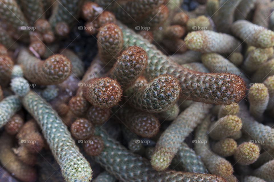 Cactus Closeup