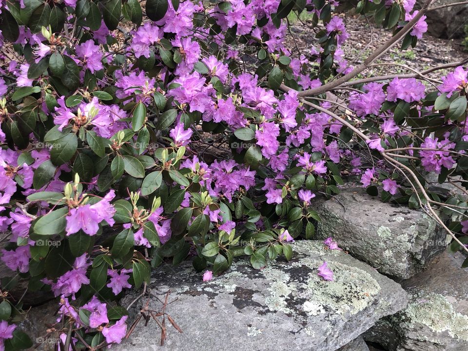 Purple Rhododendron in bloom against a rock wall