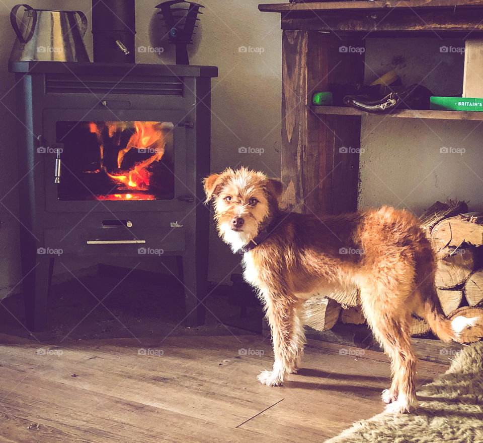 This dog is all fluffy after her bath and she’s warming herself by the log burner 