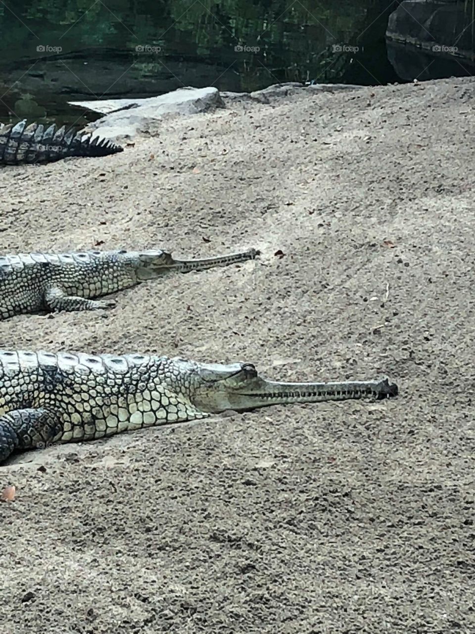 Gharials sunbathing 