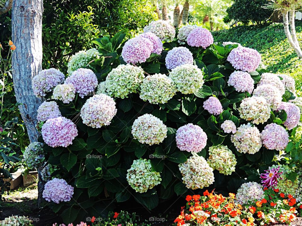 Hydrangea