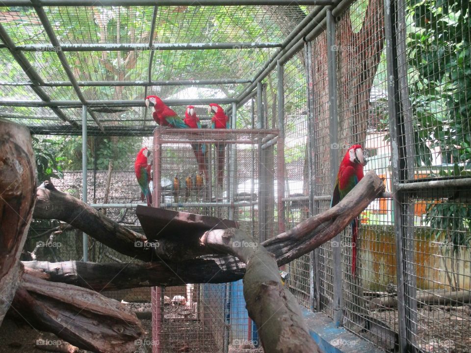 Scarlet Macaws