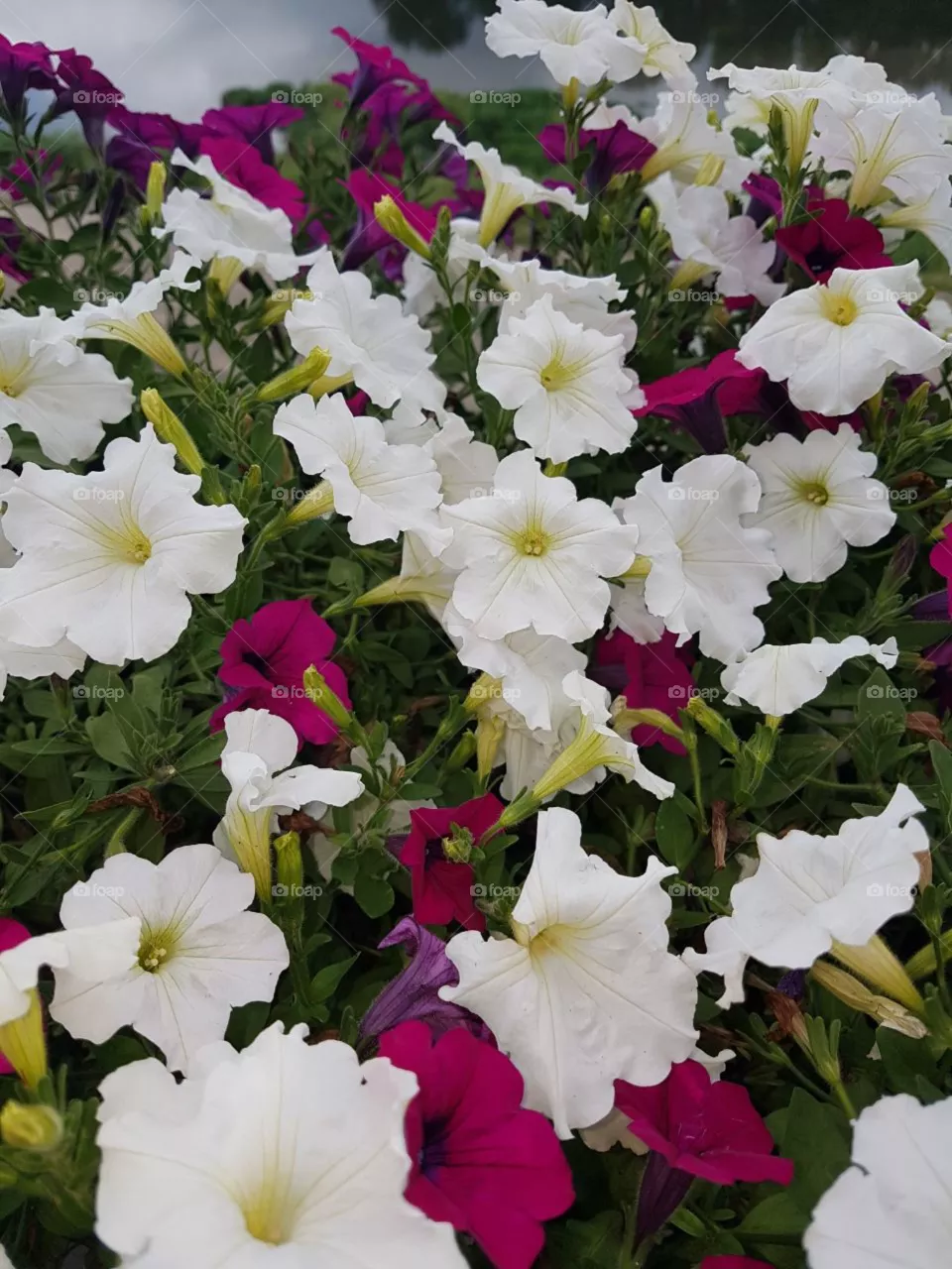 flowers