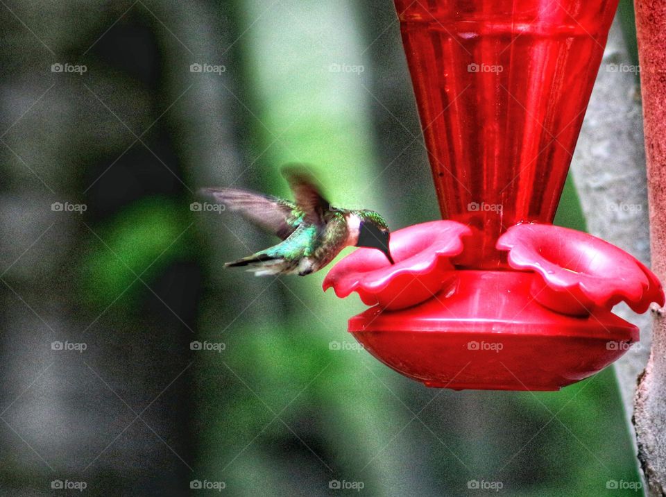 Hummingbird drinking from his feeder.