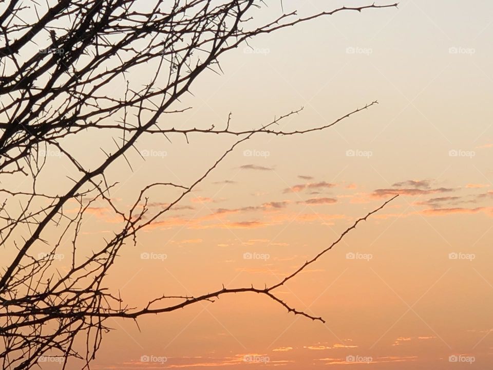 Beautiful sunset trough the branches 