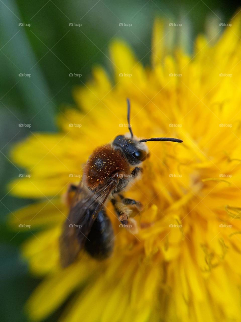 beautiful photo of a honey bee with big eyes sitting on a yellow dandelion