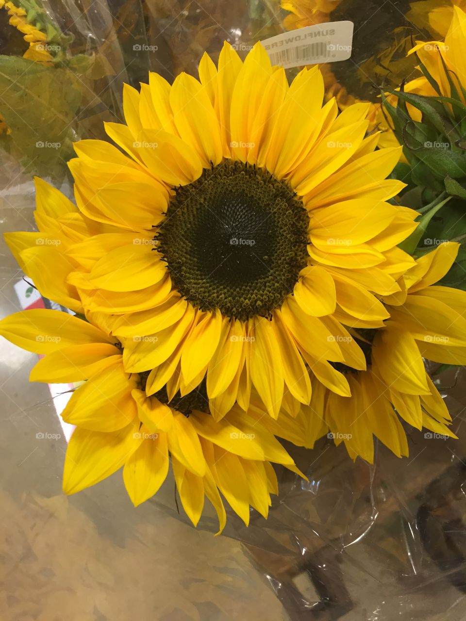 Grocery store sunflowers