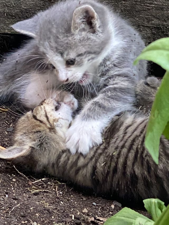Violent