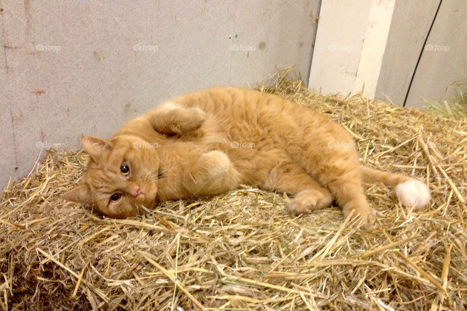 Yellow cat in stable, on bale of hay