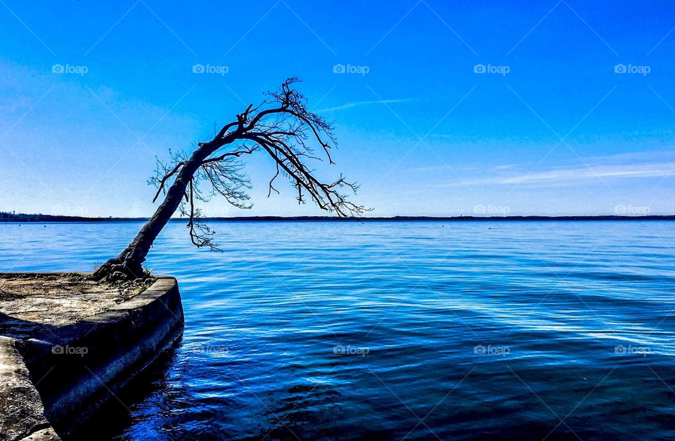 Lonely tree longing for water