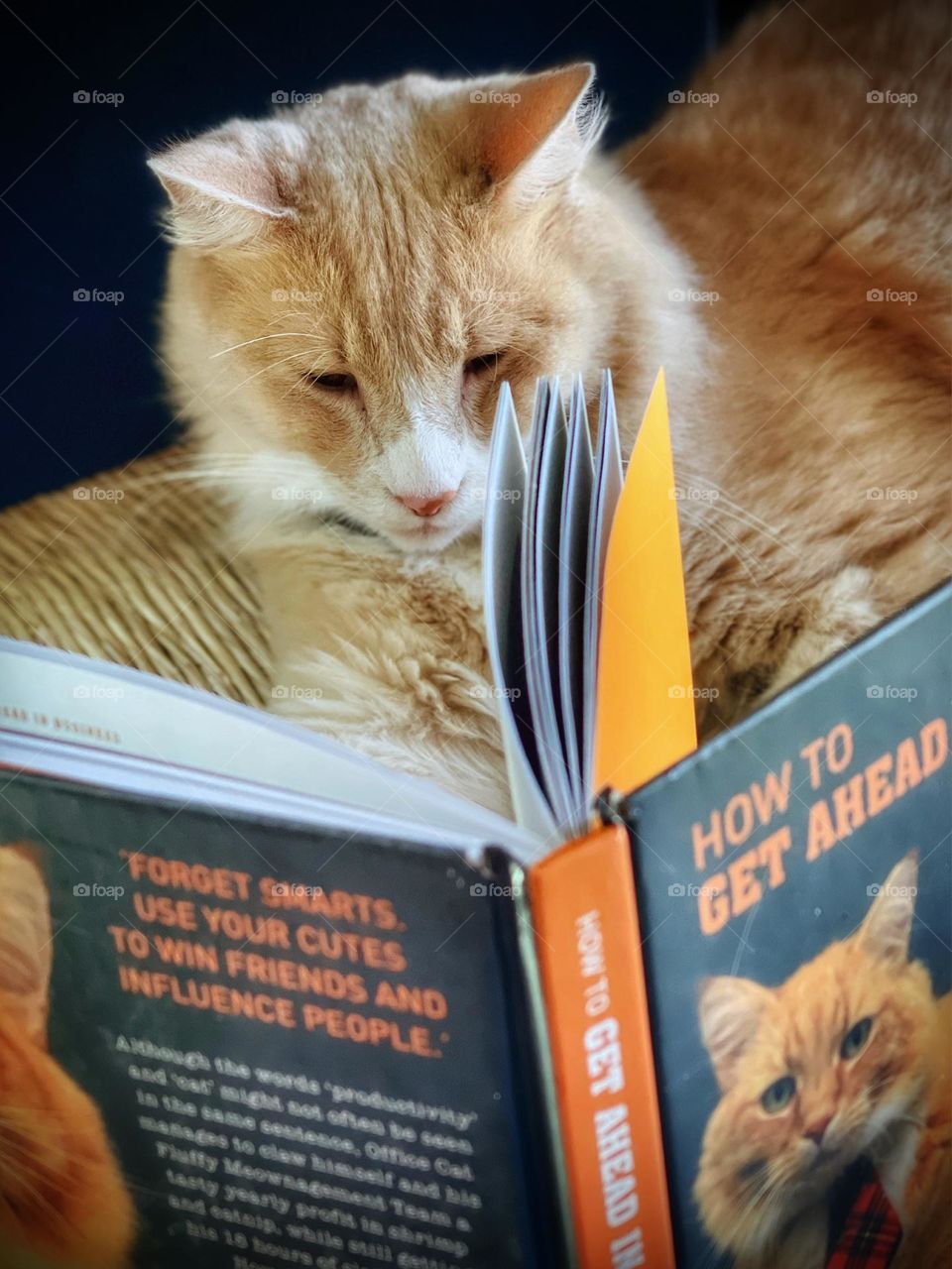 Reading kitty