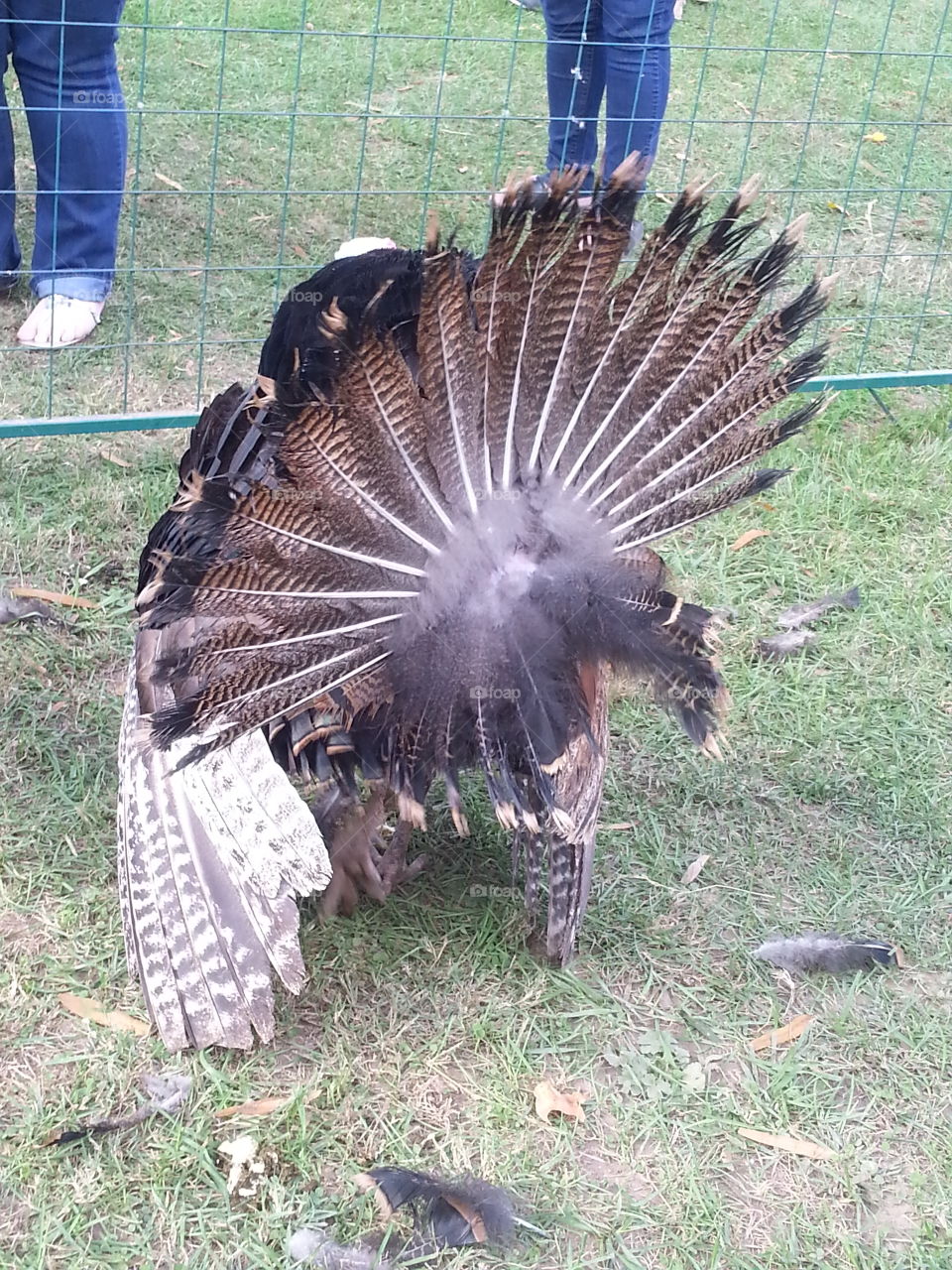 Turkey. state fair with a turkey