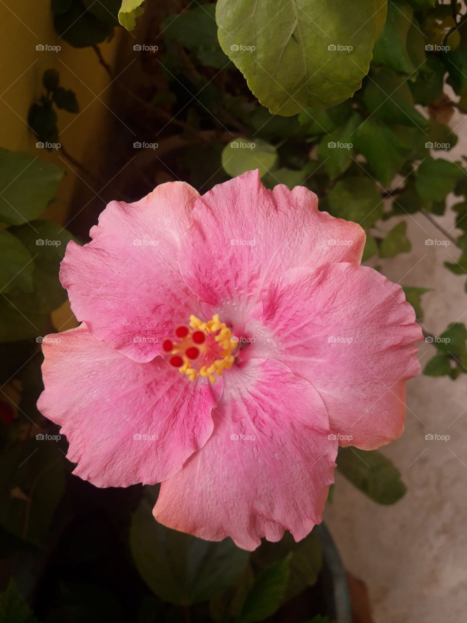 beautiful pink hibiscus plucked from garden