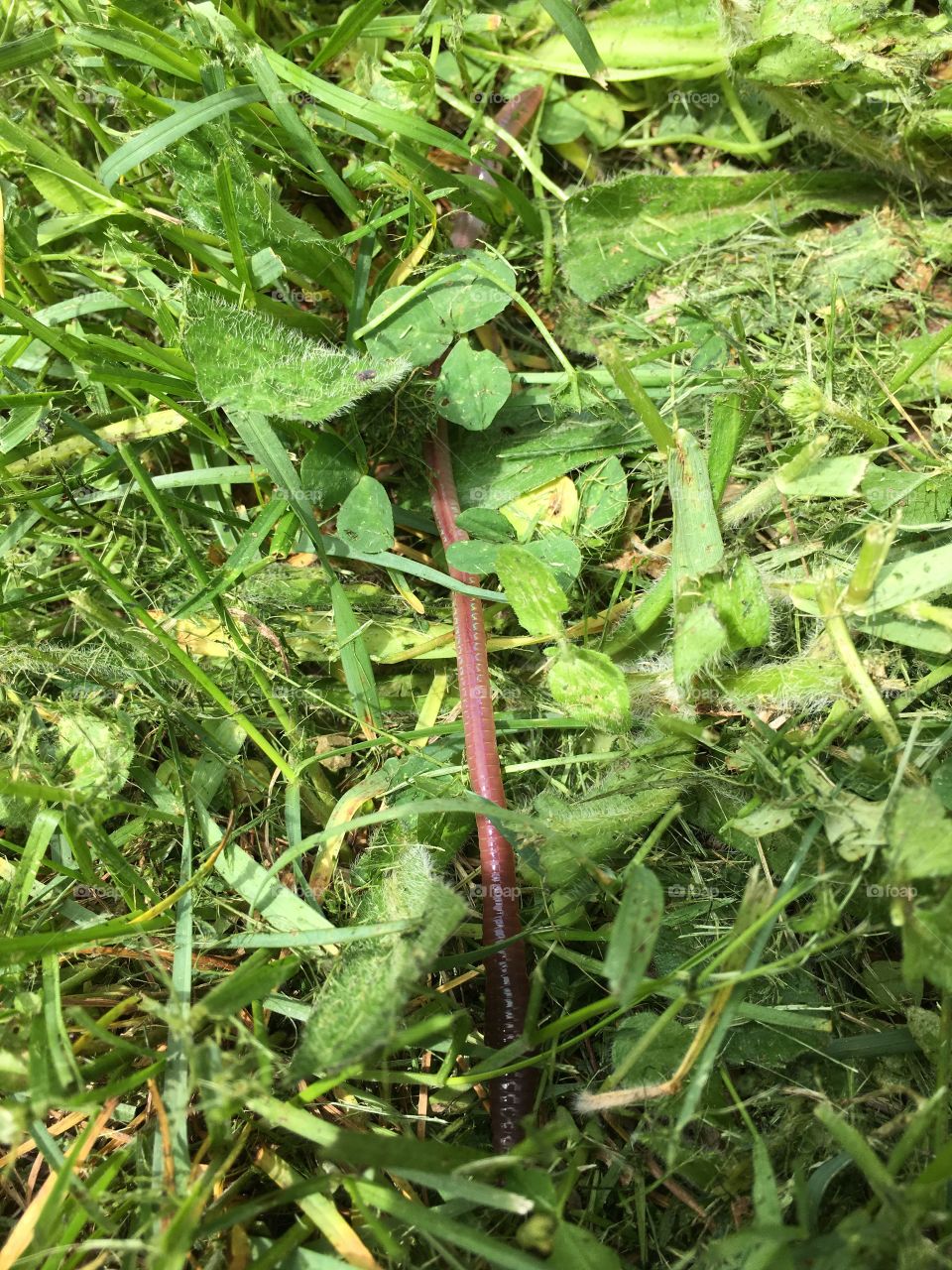 Earth worm in grass
