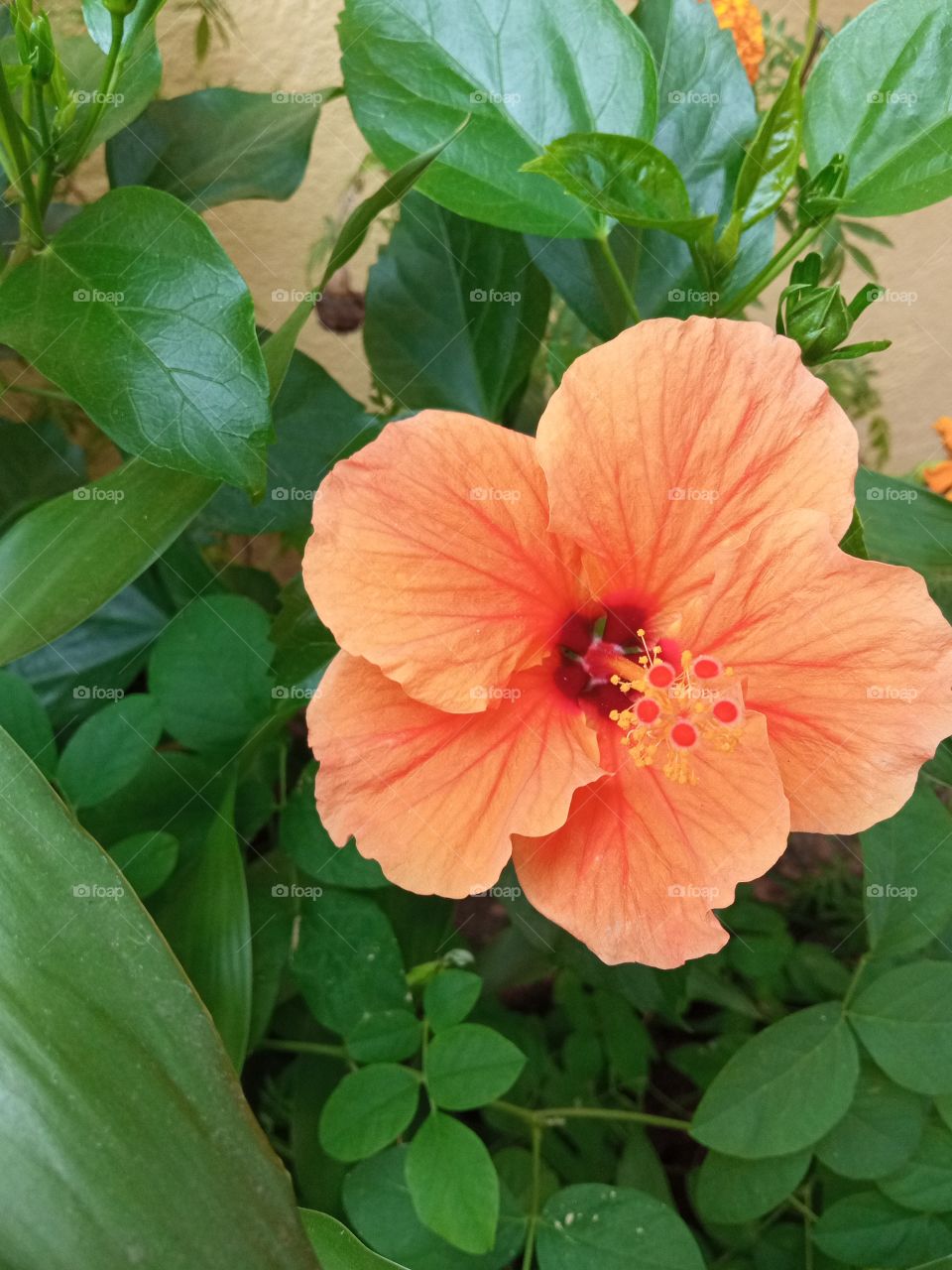 beautiful hibiscus🌺