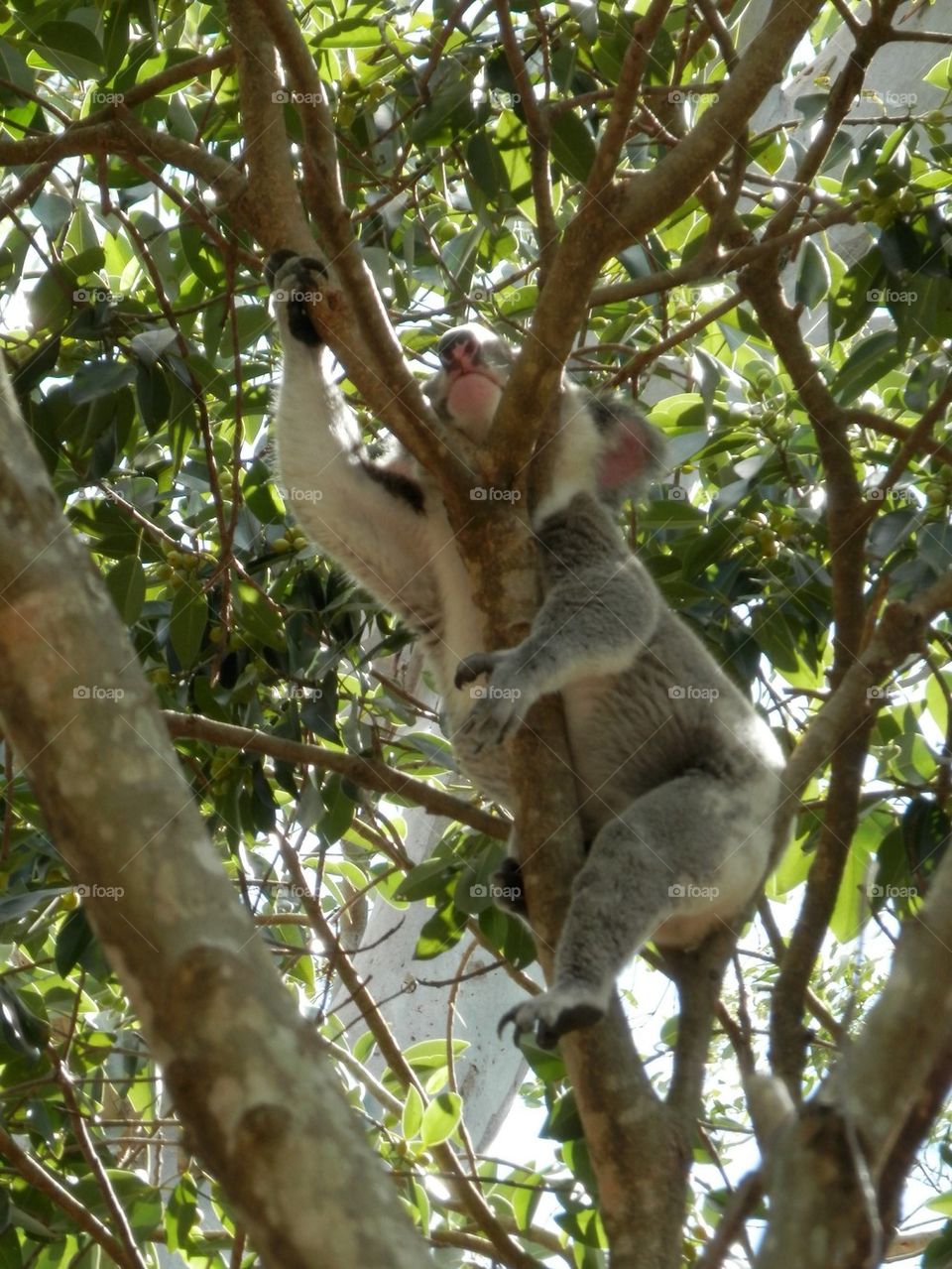 Koala