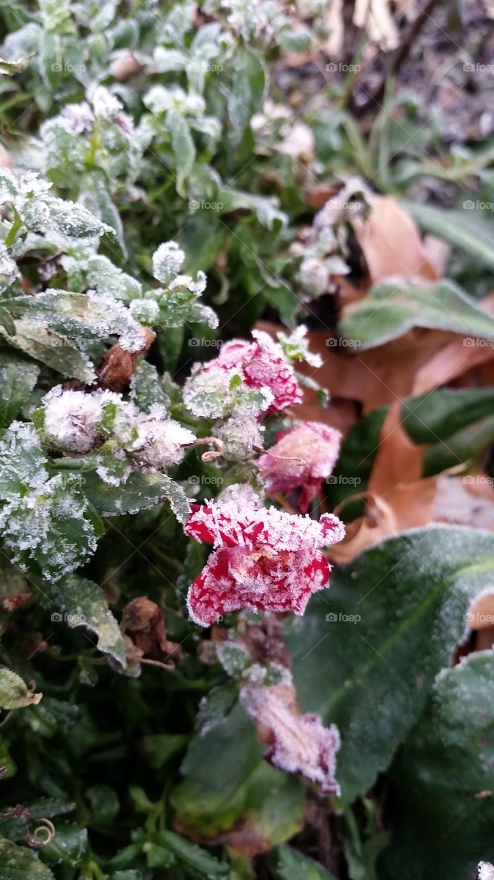 ice crystals on a snapdragon plant