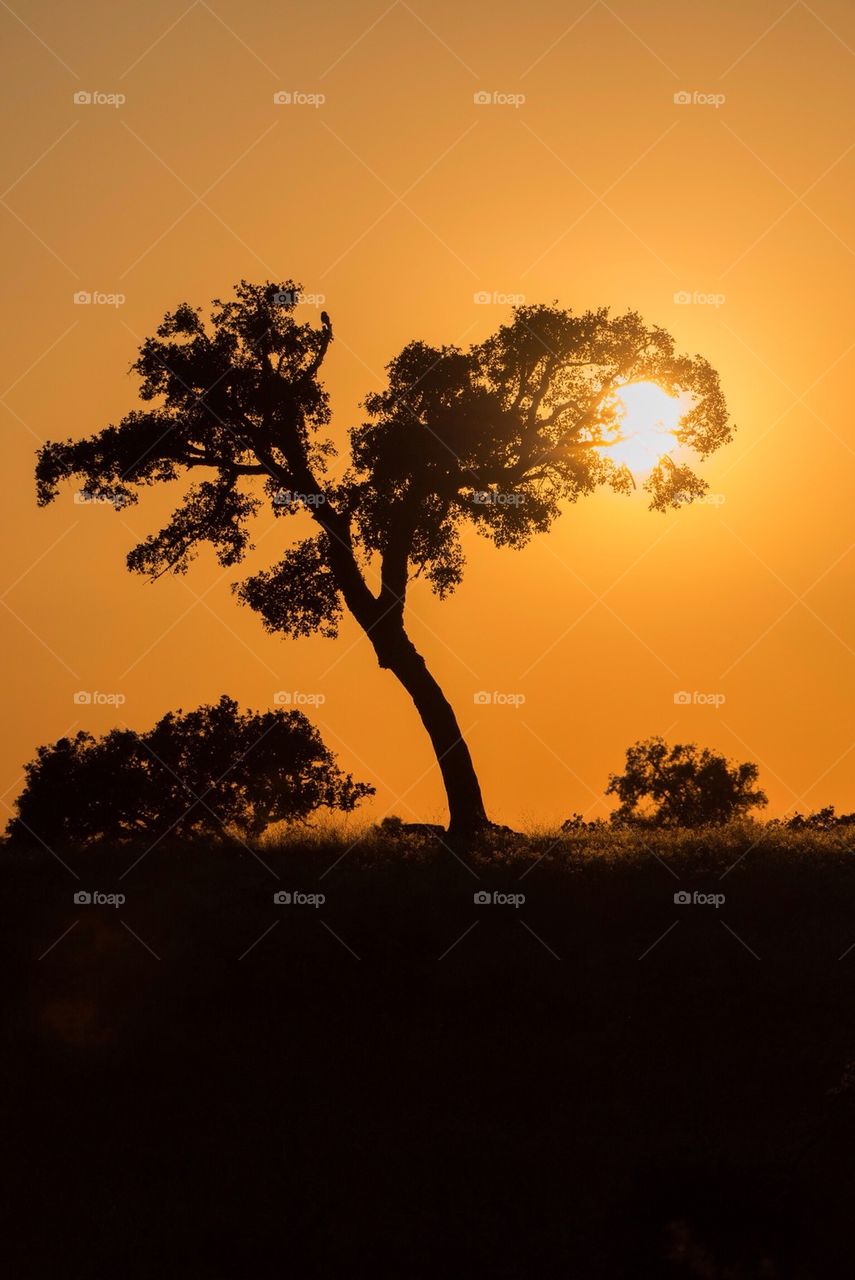 Silhouette of tree at sunset