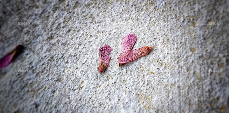 Beautiful purple seeds