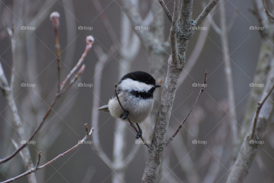 Chickadee 