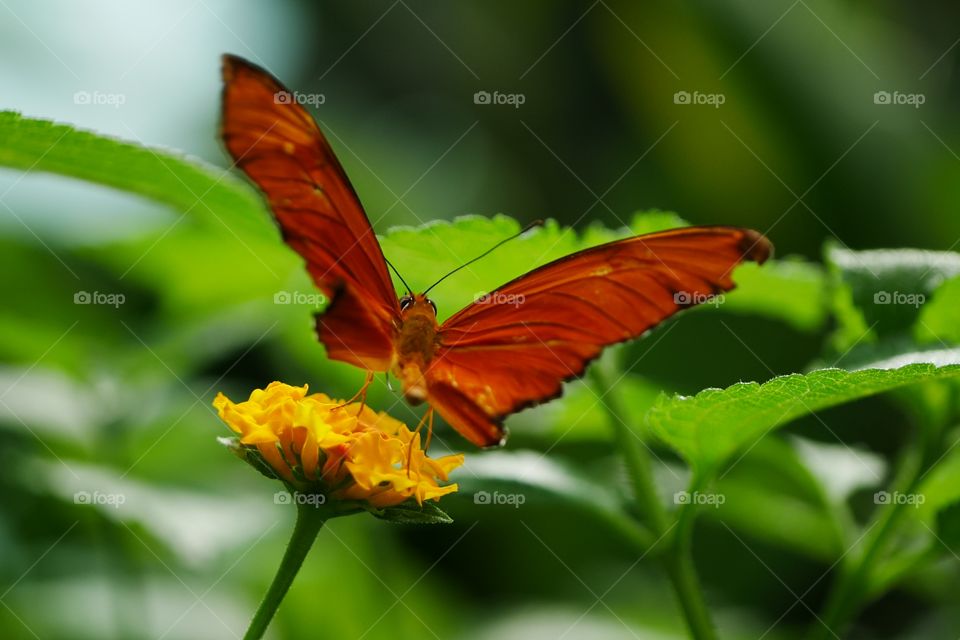 butterfly about to take off from a flower