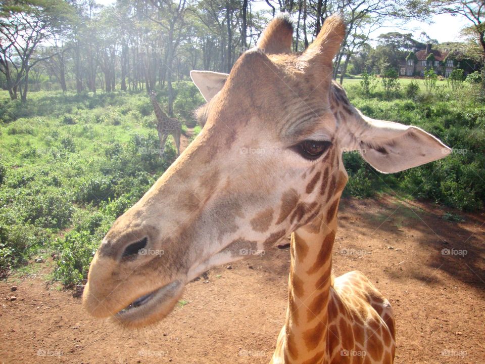 Giraffe in Kenya 