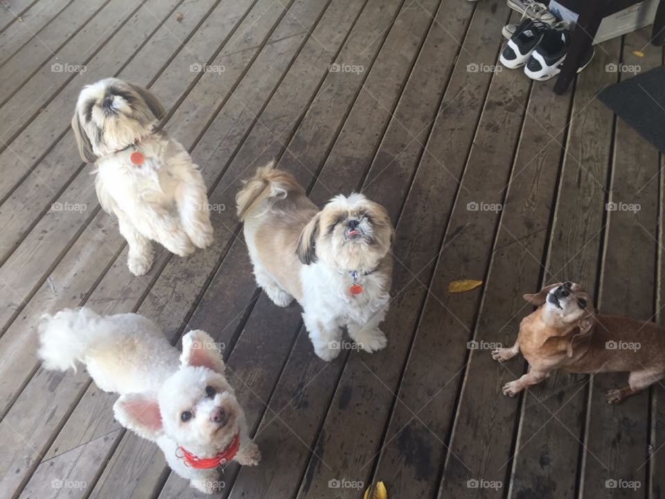 A group of dogs on a deck