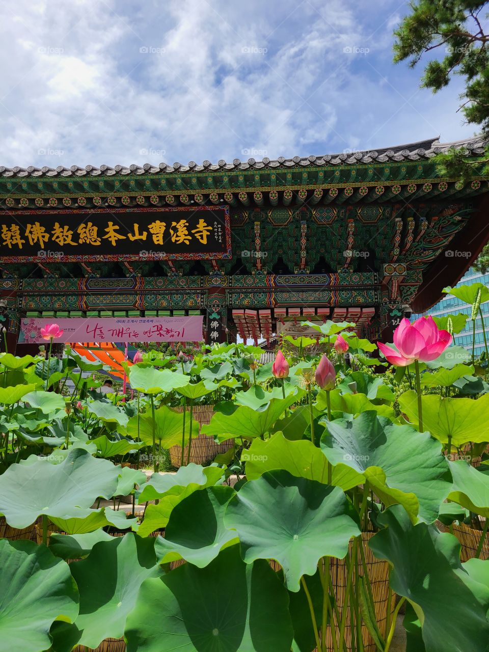 Lotus in front of thd temple