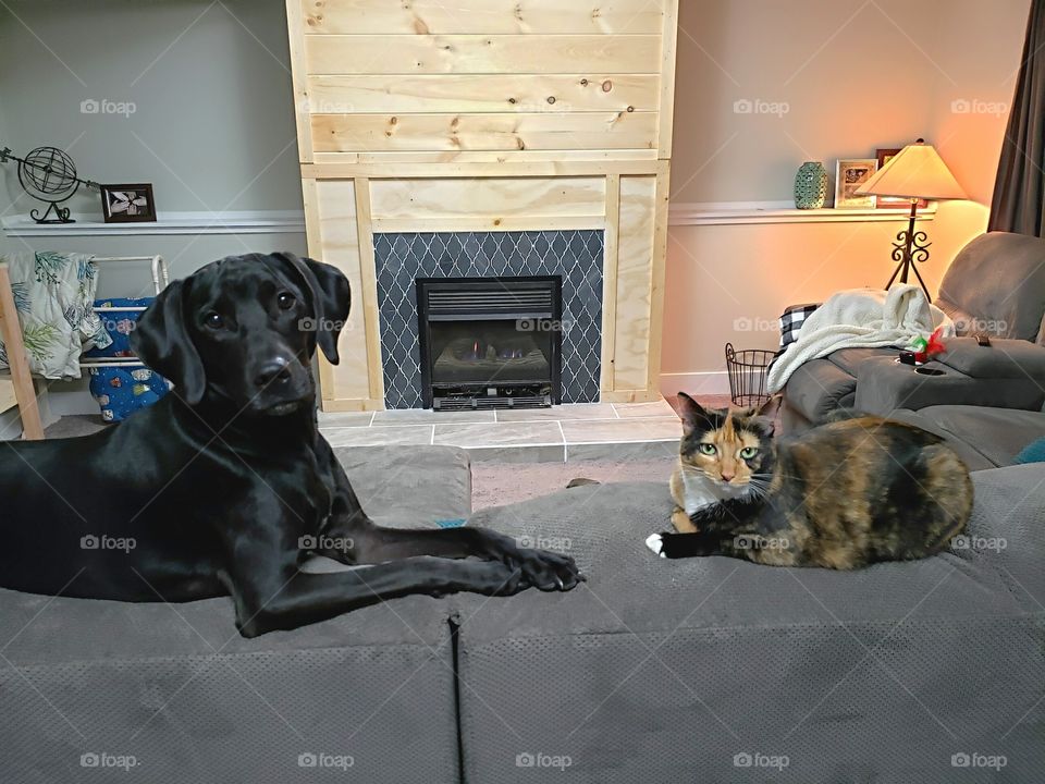 dog and cat laying by the fireplace