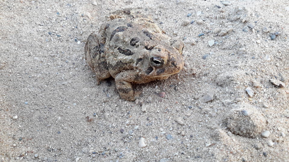 Sandy frog