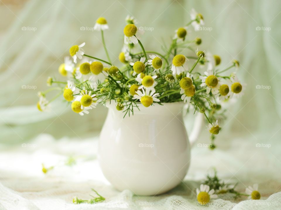 Chamomile 